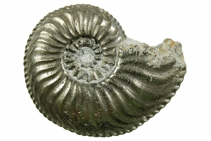 Pyritized Jurassic Ammonite (Amaltheus) Fossil - France #367663